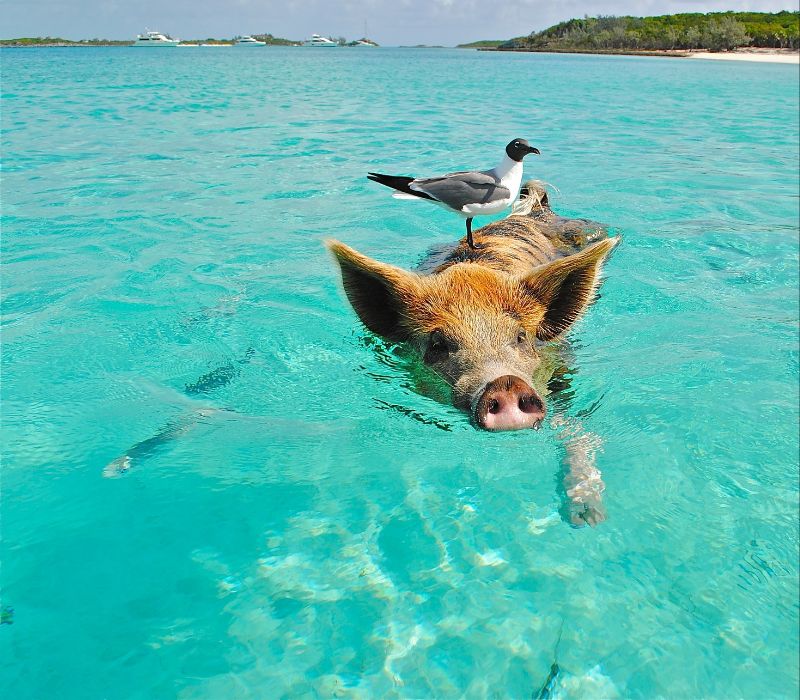 Bahamas: Fischi Fisch & schwimmende Schweine