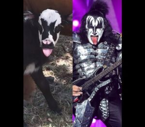 Good Fact – Kälbchen wie Musiker von Kiss