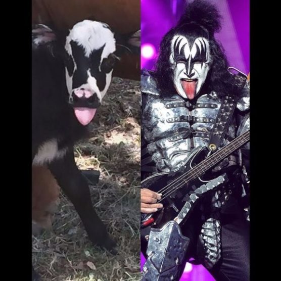 Good Fact - Kälbchen wie Musiker von Kiss